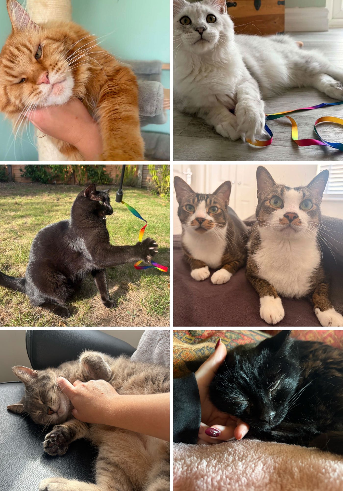 Cat-Service-Photos